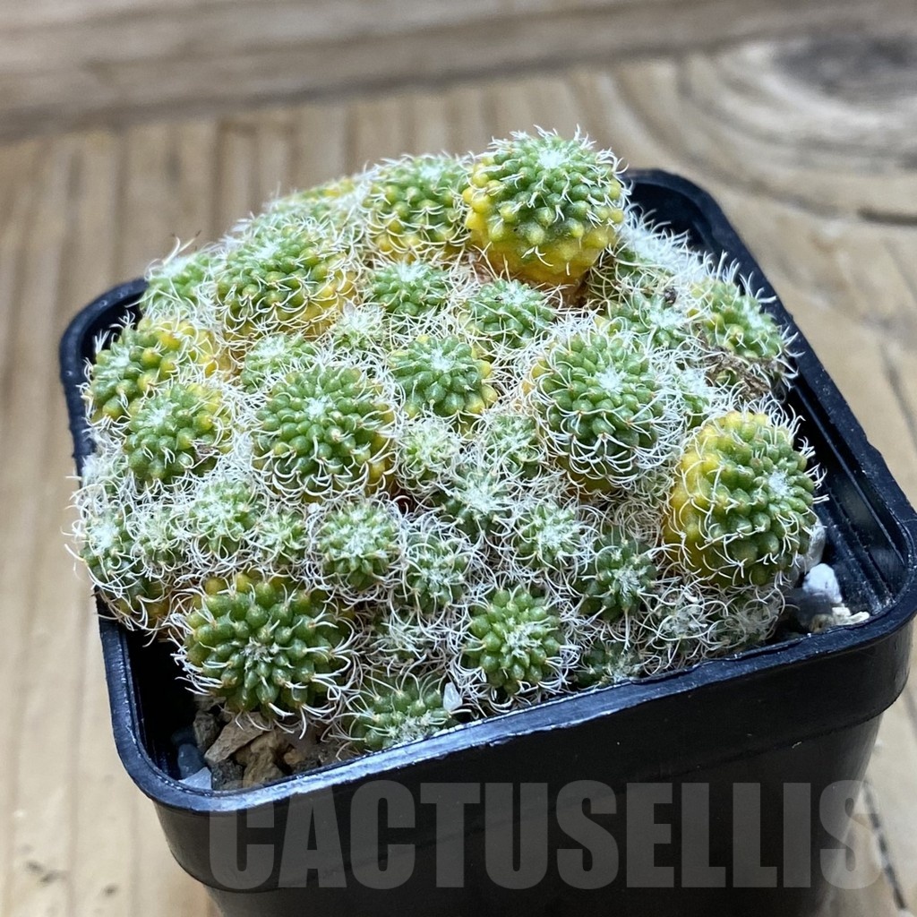 SH20468 Turbinicarpus horripilus f. monstrosa - Image 2