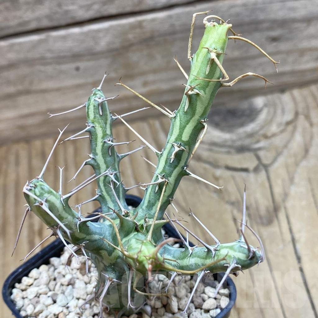 SH20454 Euphorbia schizacantha