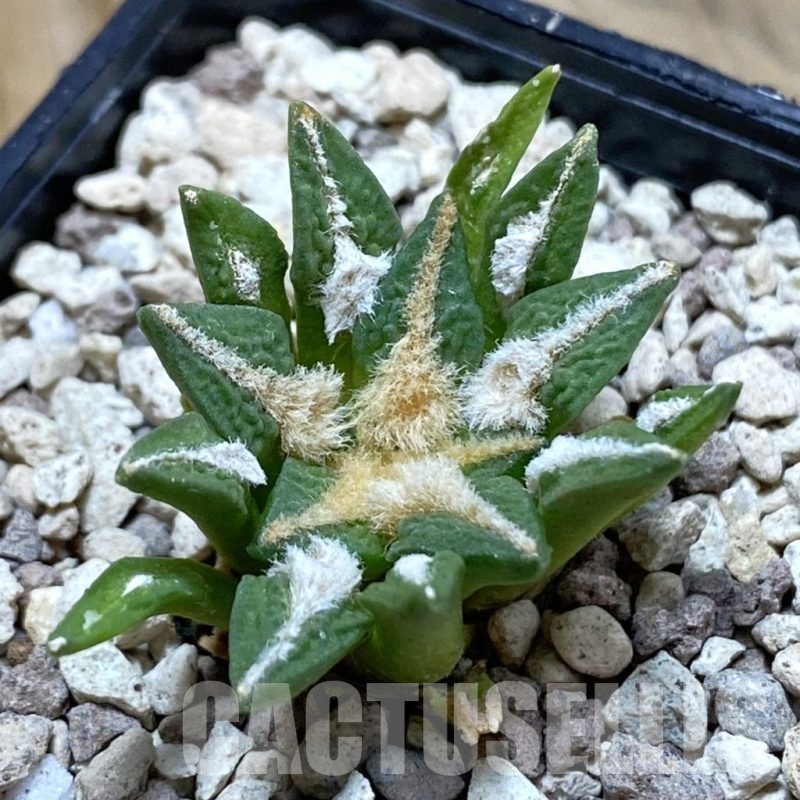 SH20469 Ariocarpus kotschoubeyanus v. elephantidens x fissuratus ‘Godzilla’, own roots