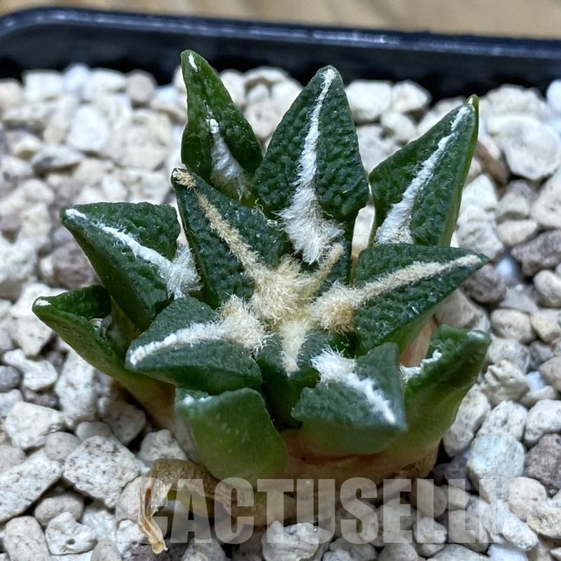 SH20470 Ariocarpus kotschoubeyanus v. elephantidens x fissuratus ‘Godzilla’, own roots