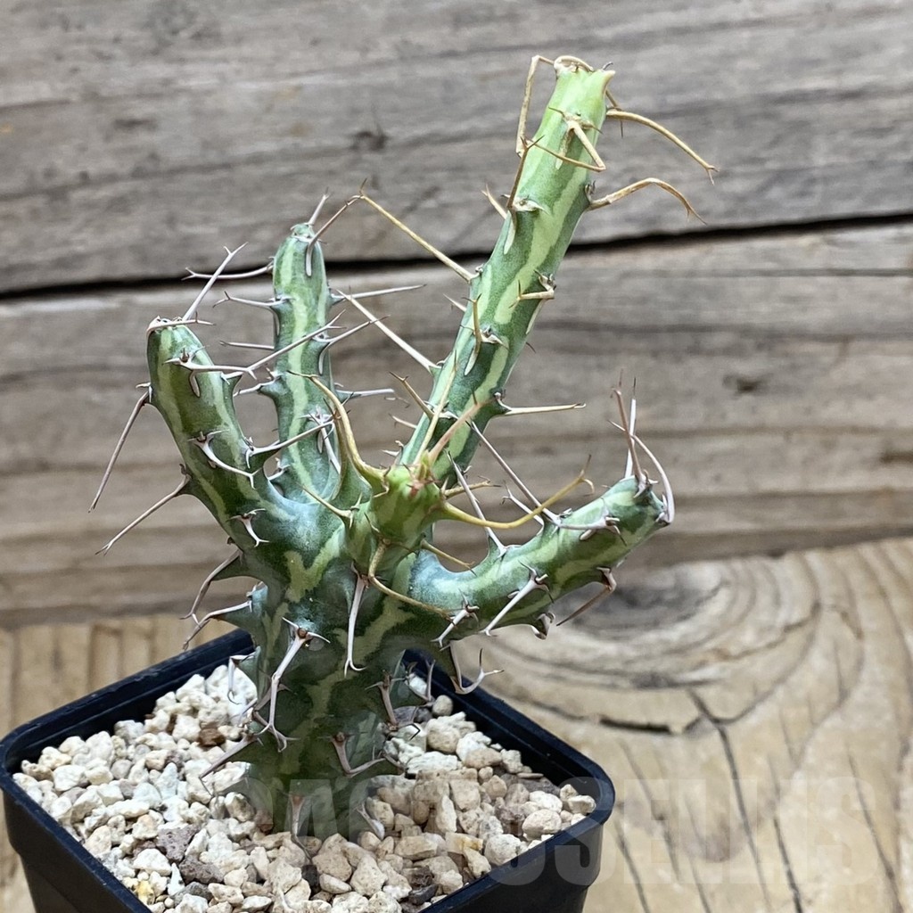SH20454 Euphorbia schizacantha - Image 2
