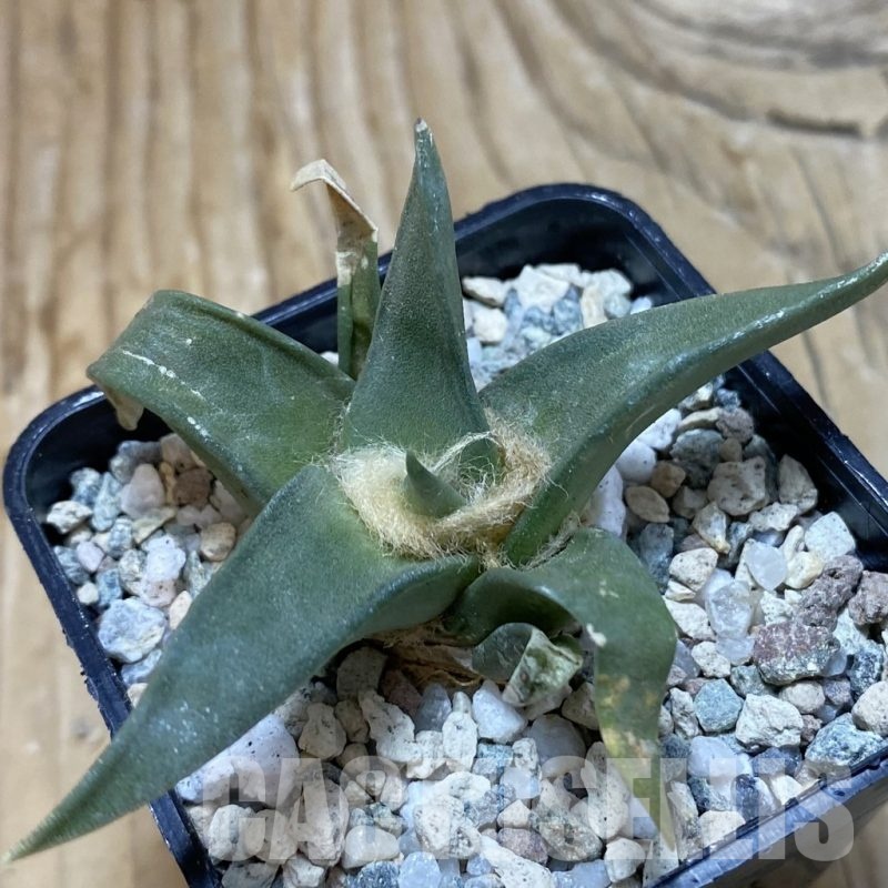 SH20473 Ariocarpus trigonus, own roots
