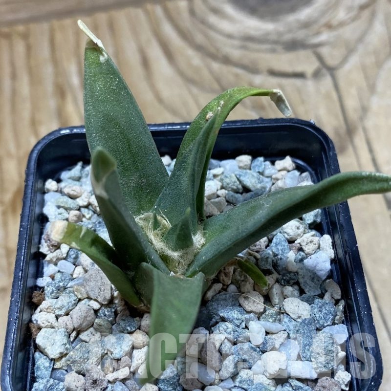 SH20474 Ariocarpus trigonus, own roots