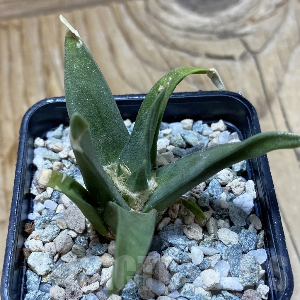 SH20474 Ariocarpus trigonus, own roots