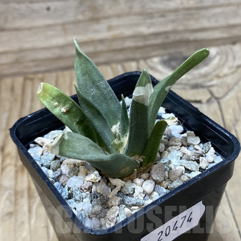 SH20474 Ariocarpus trigonus, own roots - Image 2