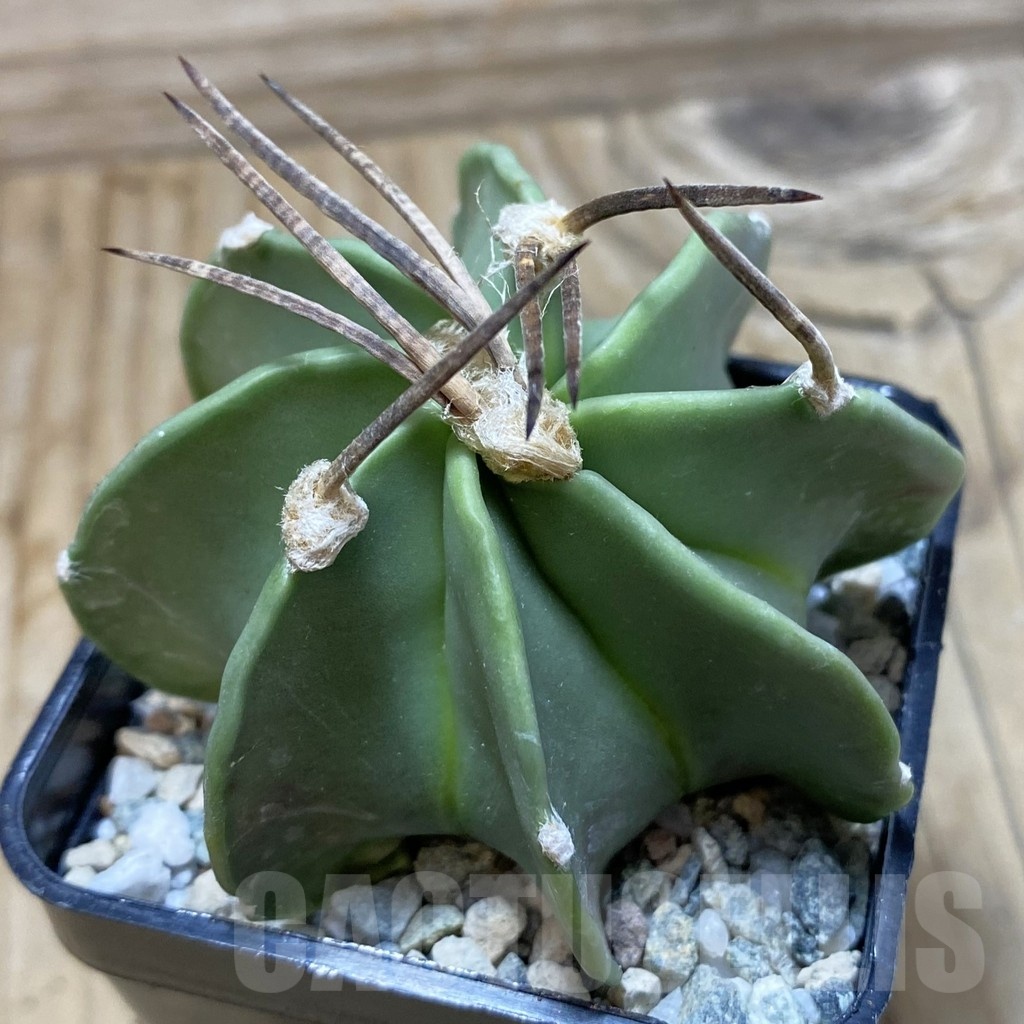 SH20476 Astrophytum crassispinum