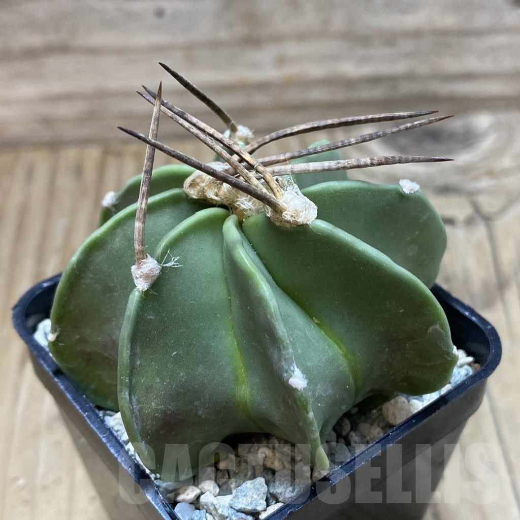 SH20476 Astrophytum crassispinum - Image 2