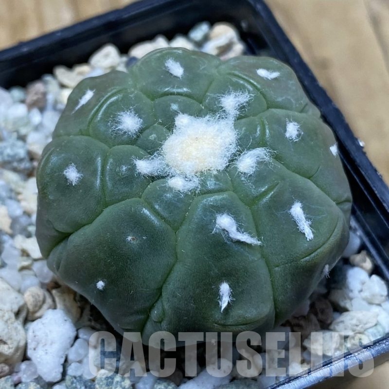 SH20477 Astrophytum asterias ‘Kikko Lizard Skin’