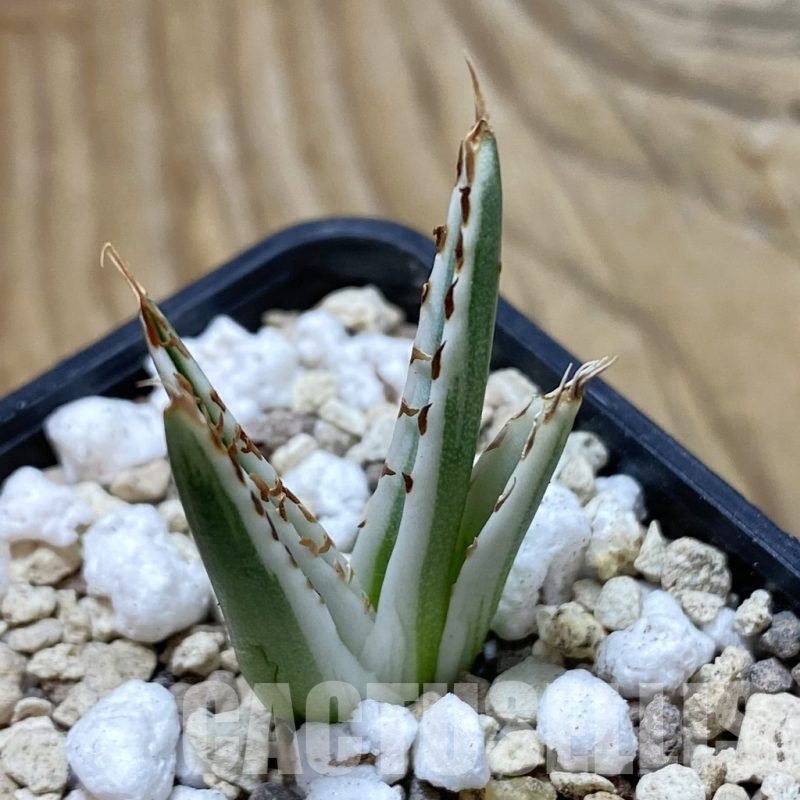 SH20455 Agave victoriae-reginae 'White Rhino'