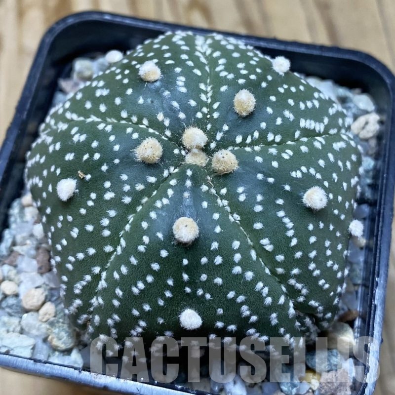 SH20480 Astrophytum asterias ‘Kikko’, 5-ribs