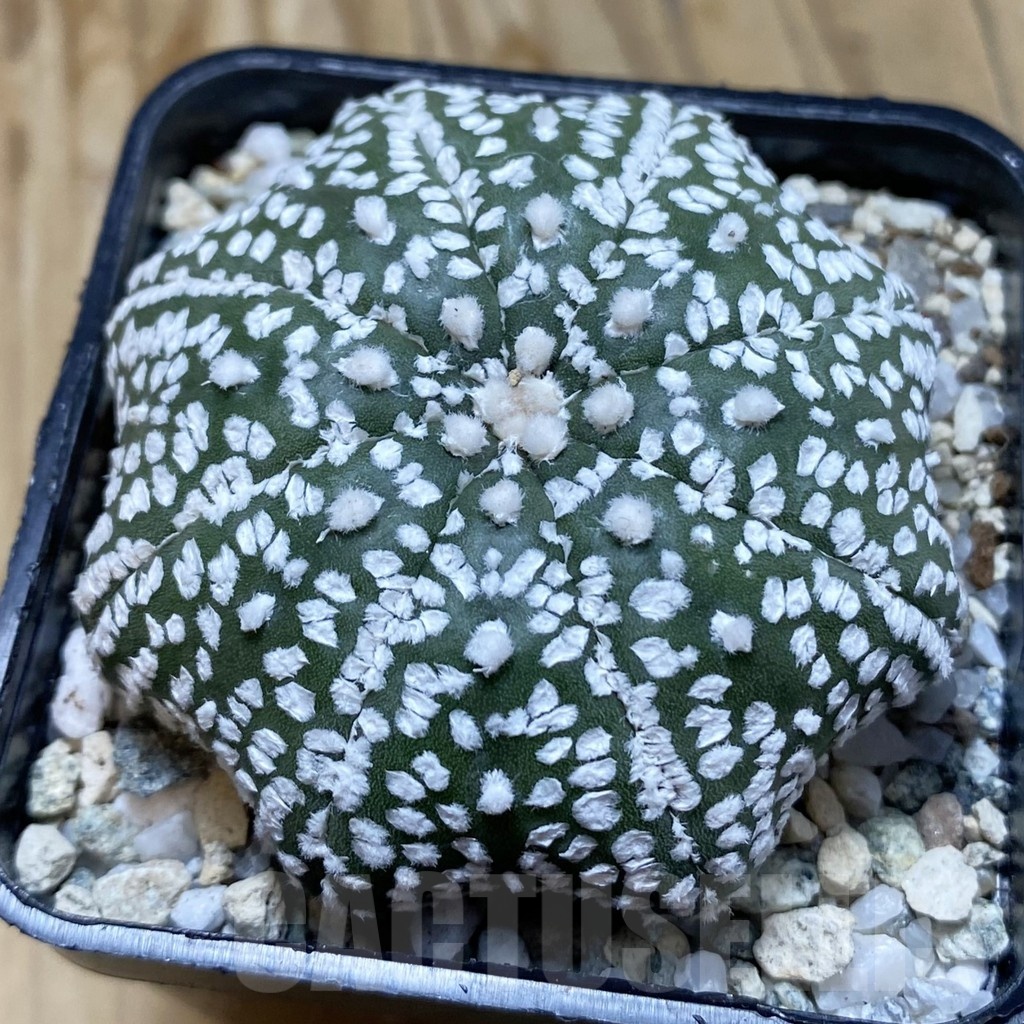 SH20482 Astrophytum asterias ‘Super Kabuto Star Shape’