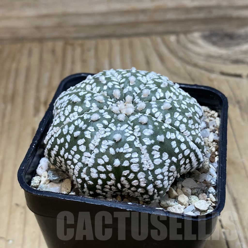 SH20482 Astrophytum asterias ‘Super Kabuto Star Shape’ - immagine 2