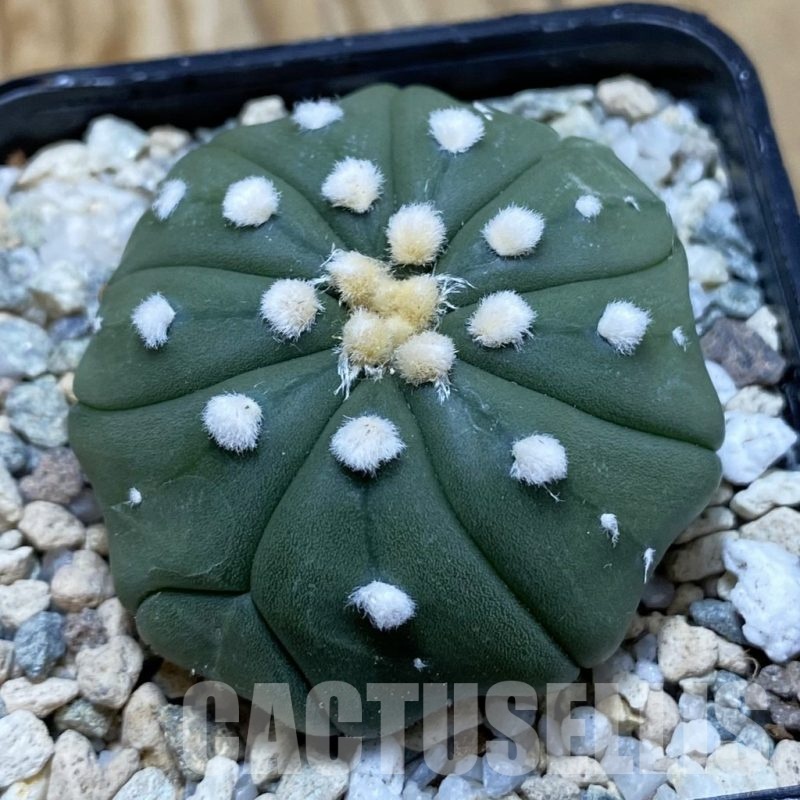 SH20483 Astrophytum asterias f. multicostatum