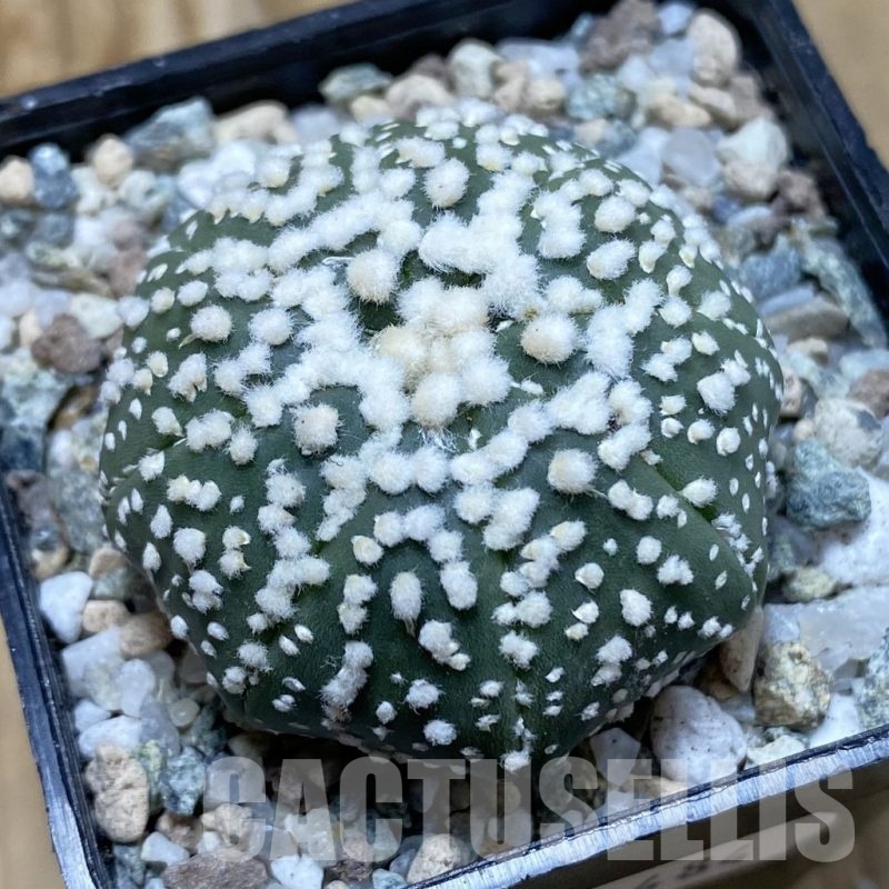 SH20484 Astrophytum asterias ‘Hanazono’
