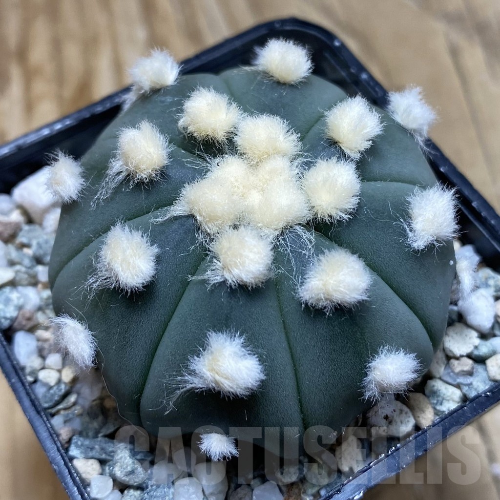 SH20485 Astrophytum asterias ‘Ooibo’