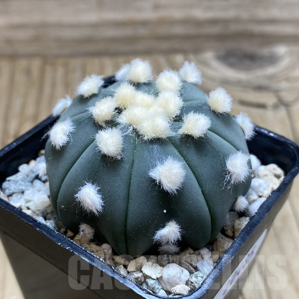 SH20485 Astrophytum asterias ‘Ooibo’ - Image 2