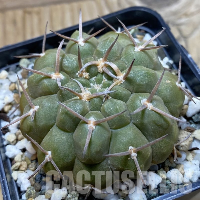 SH20597 Gymnocalycium varispinum