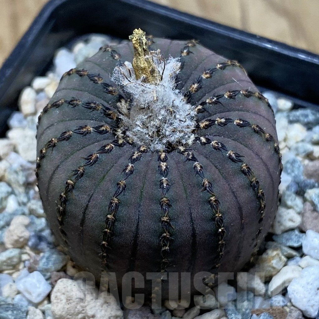 SH20626 Frailea asterioides