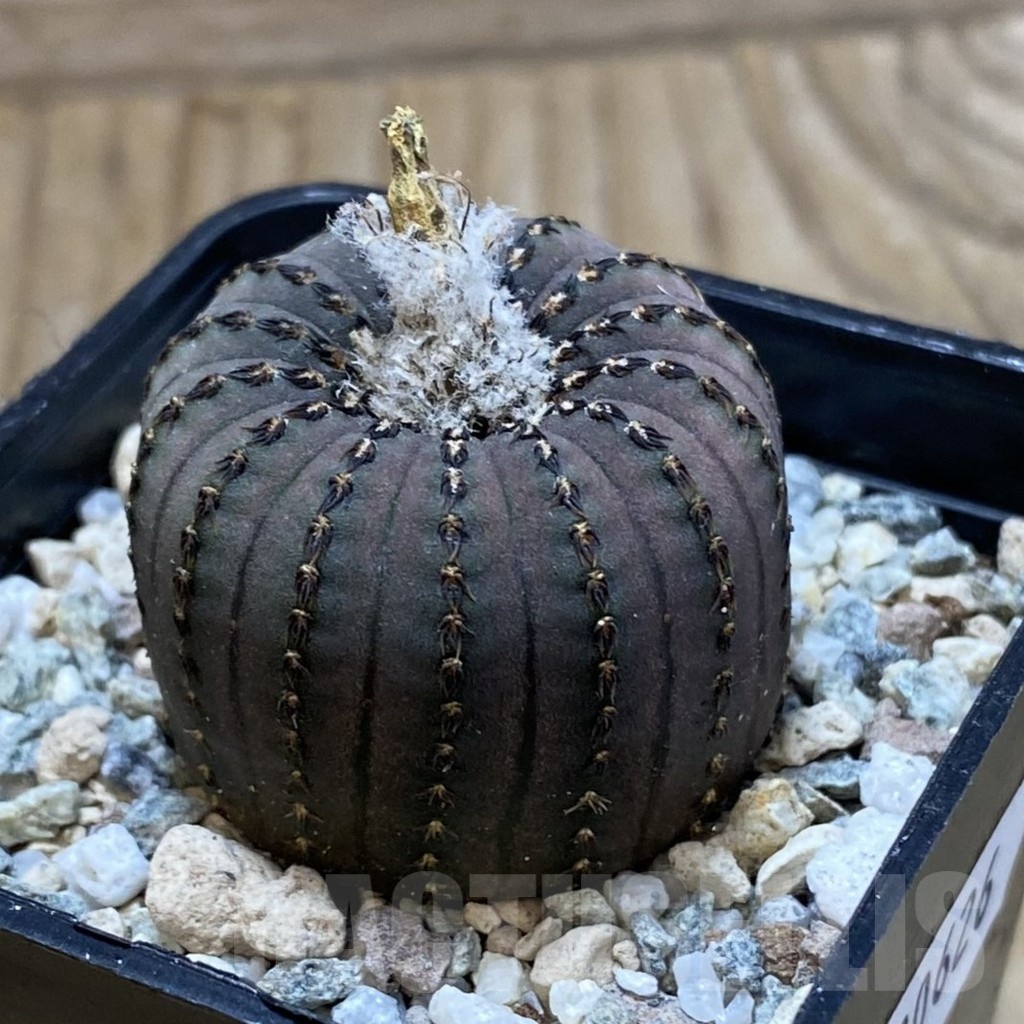 SH20626 Frailea asterioides - immagine 2