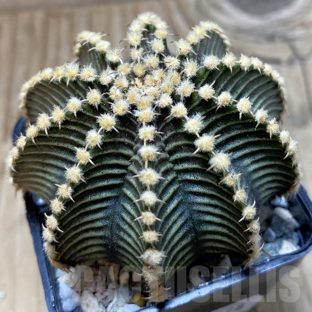 SH20628 Gymnocalycium friedrichii 9R001, seedling