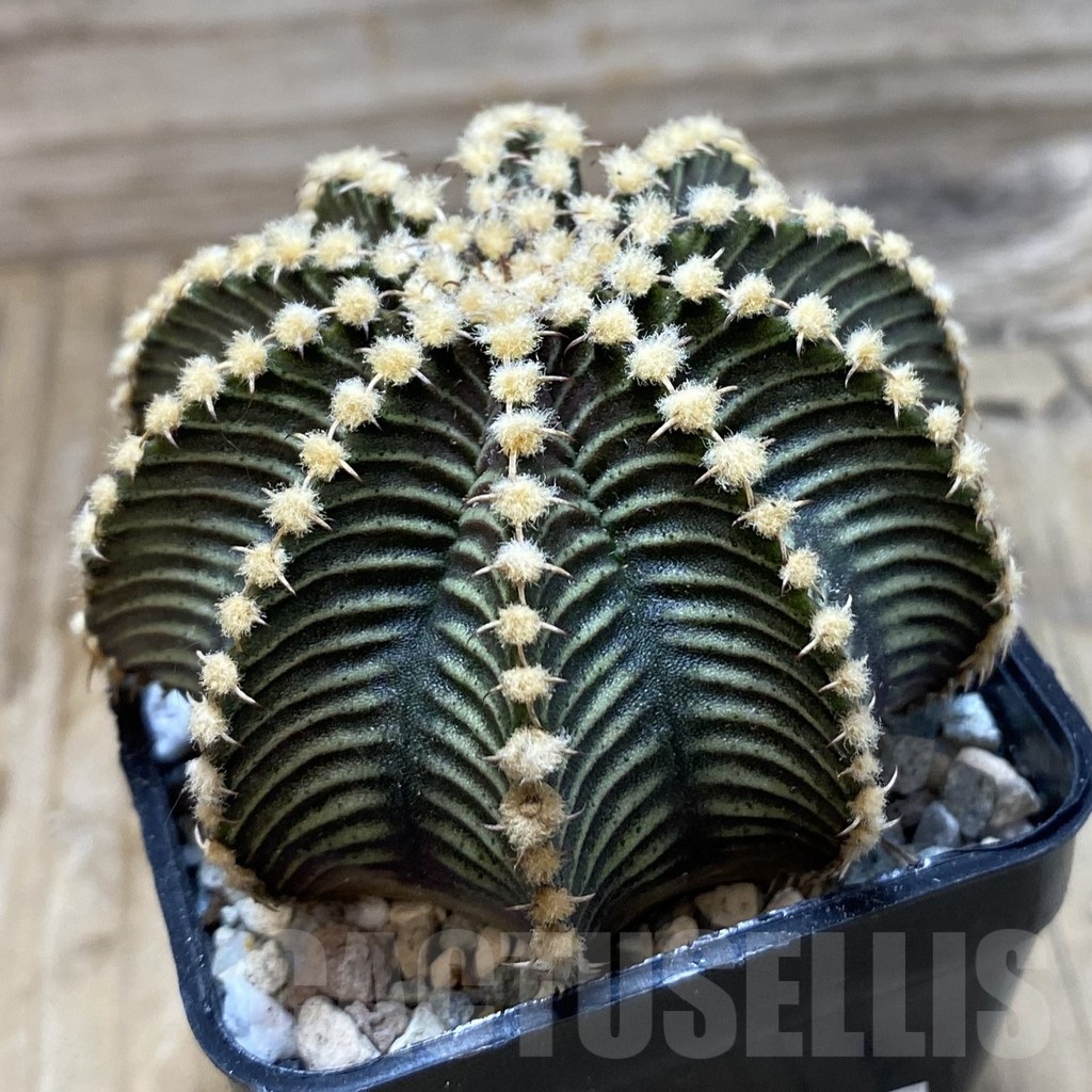 SH20628 Gymnocalycium friedrichii 9R001, seedling - Image 2