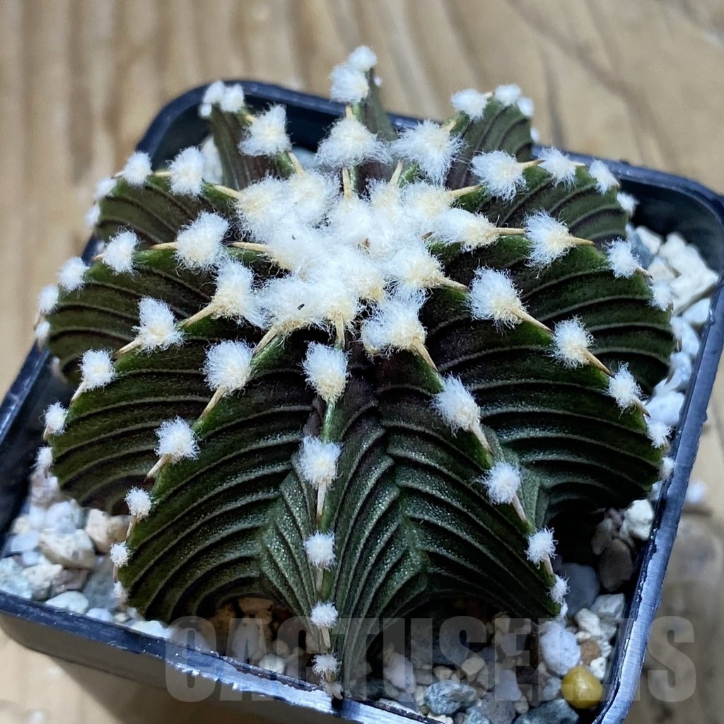 SH20629 Gymnocalycium friedrichii VOS1241