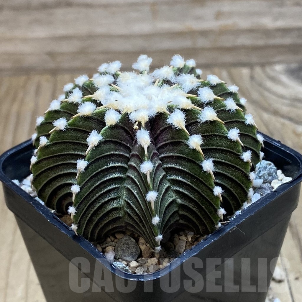 SH20629 Gymnocalycium friedrichii VOS1241 - Image 2