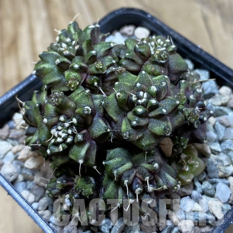 SH20632 Gymnocalycium mihanovichii ‘Green Crocodile’