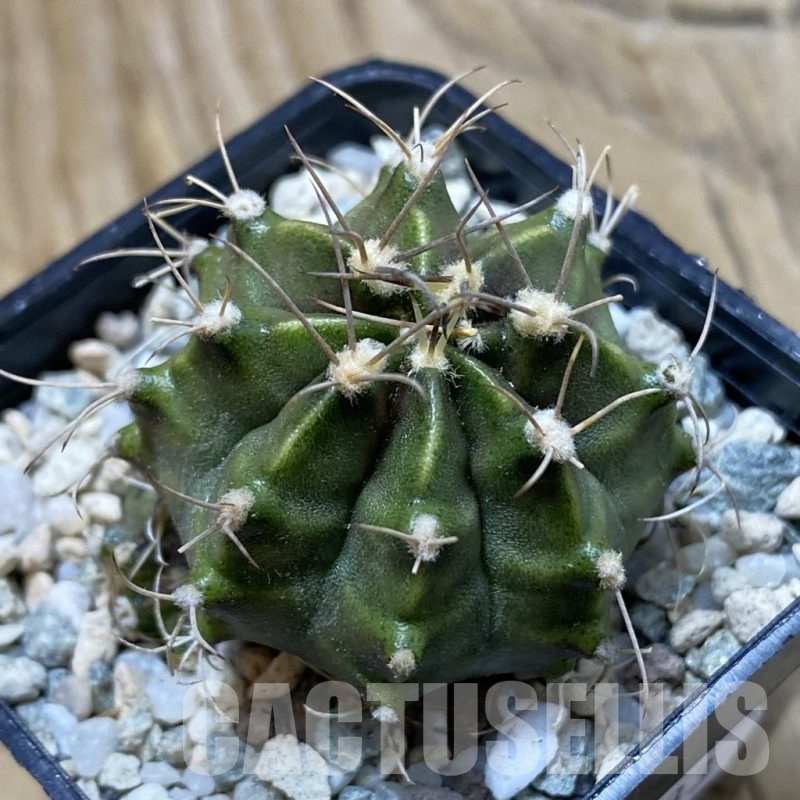 SH20633 Gymnocalycium mihanovichii ‘Rusty’