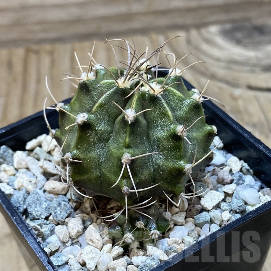 SH20633 Gymnocalycium mihanovichii ‘Rusty’ - Image 2