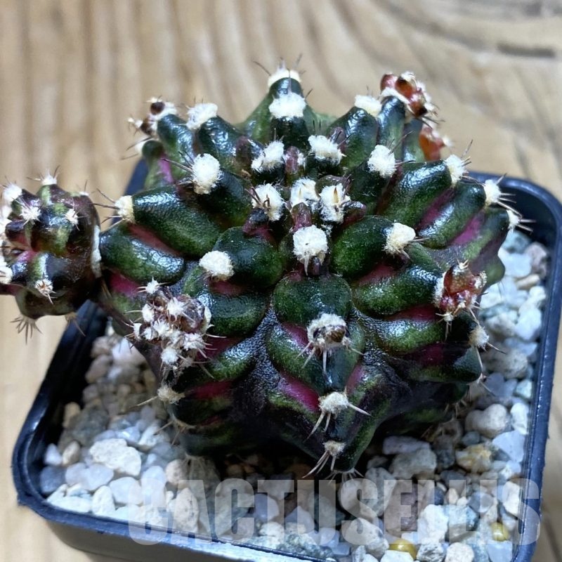 SH20634 Gymnocalycium mihanovichii ‘T-Rex’ hybrid