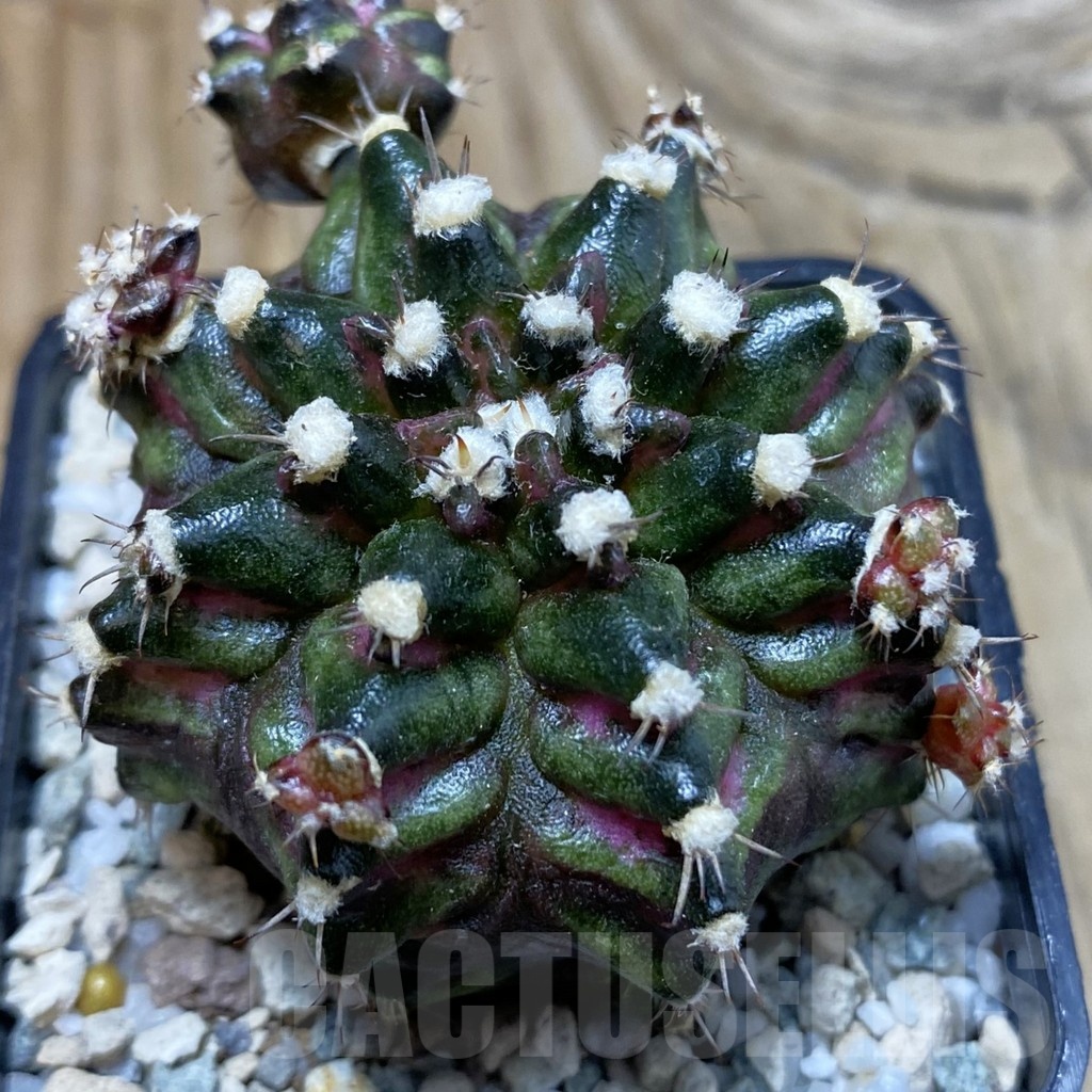 SH20634 Gymnocalycium mihanovichii ‘T-Rex’ hybrid - Image 2
