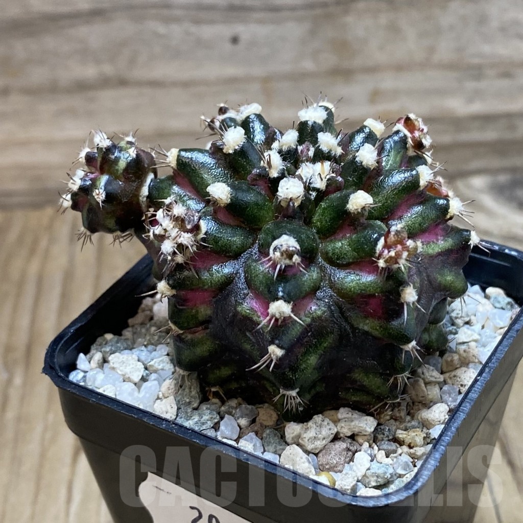 SH20634 Gymnocalycium mihanovichii ‘T-Rex’ hybrid - Image 3