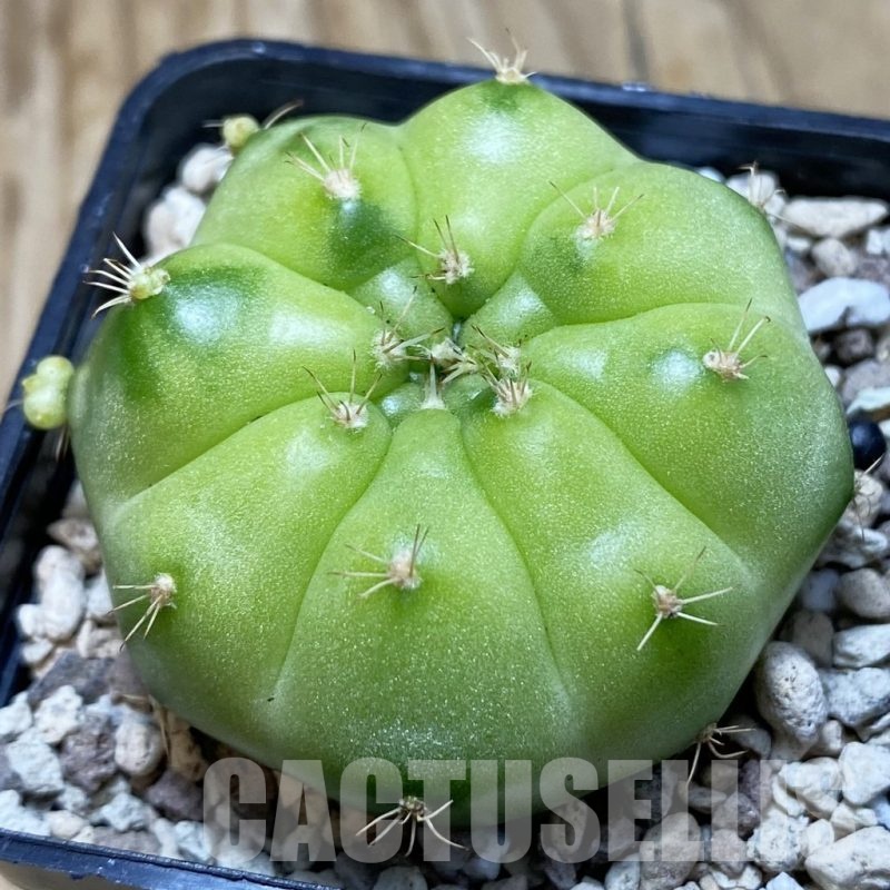 SH20635 Gymnocalycium mihanovichii ‘Green Marble’