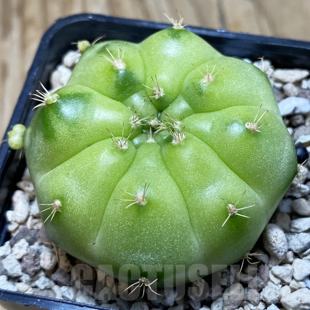 SH20635 Gymnocalycium mihanovichii ‘Green Marble’