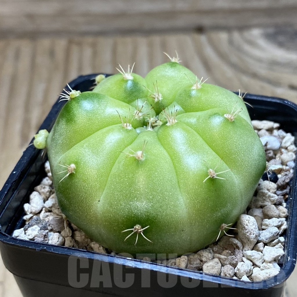 SH20635 Gymnocalycium mihanovichii ‘Green Marble’ - Image 2