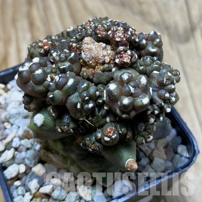 SH20637 Gymnocalycium mihanovichii ‘Transformer’