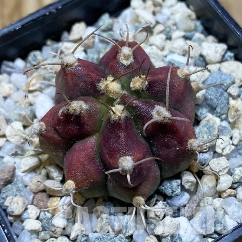 SH20638 Gymnocalycium mihanovichii ‘Deadpool’