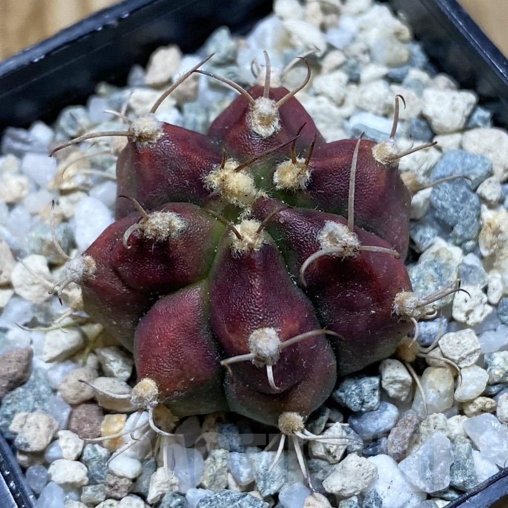 SH20638 Gymnocalycium mihanovichii ‘Deadpool’