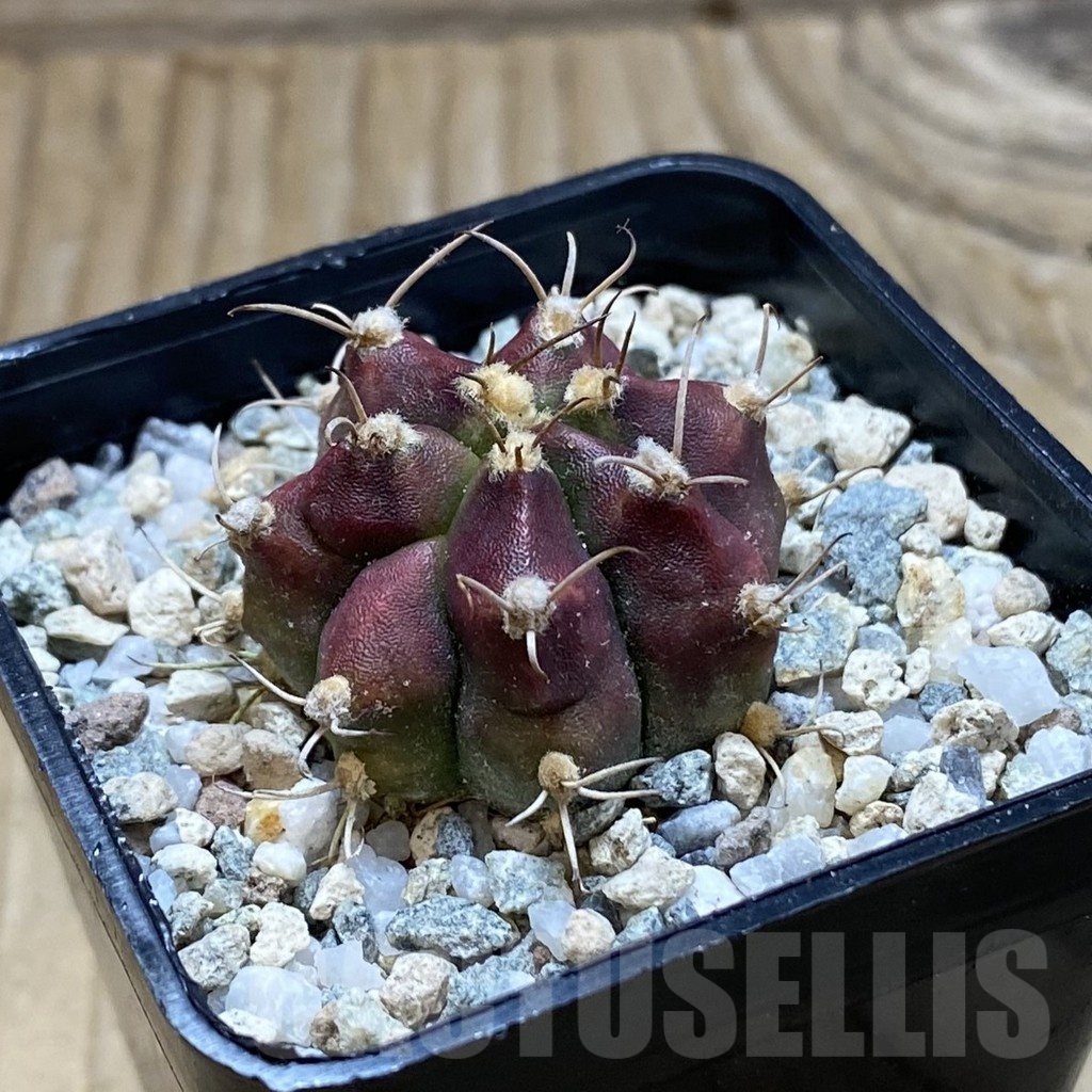 SH20638 Gymnocalycium mihanovichii ‘Deadpool’ - Image 2