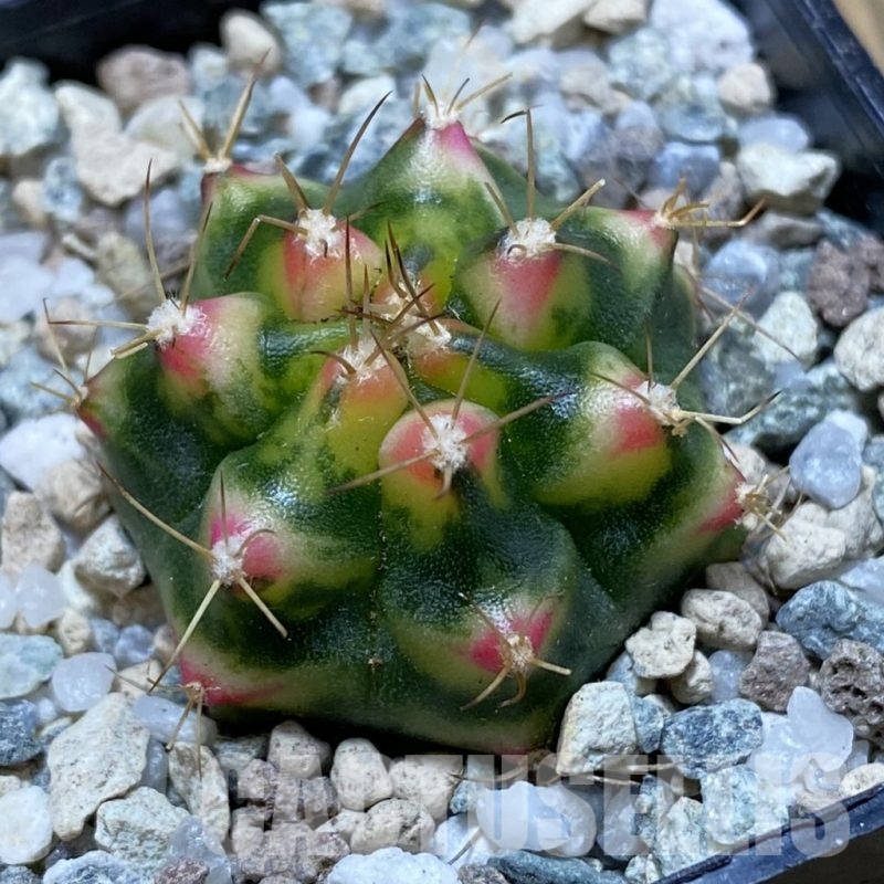 SH20639 Gymnocalycium mihanovichii ‘Flower Field’