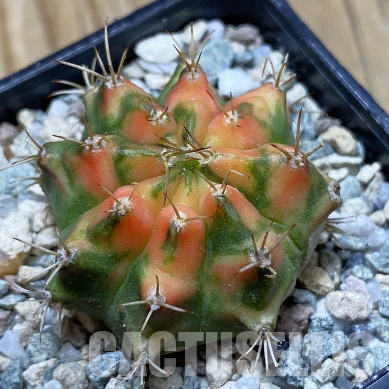 SH20640 Gymnocalycium mihanovichii ‘Orange Marcat’