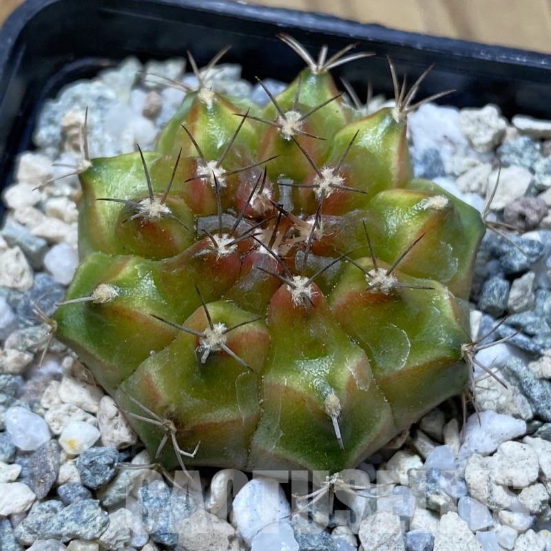 SH20641 Gymnocalycium mihanovichii ‘Neon’