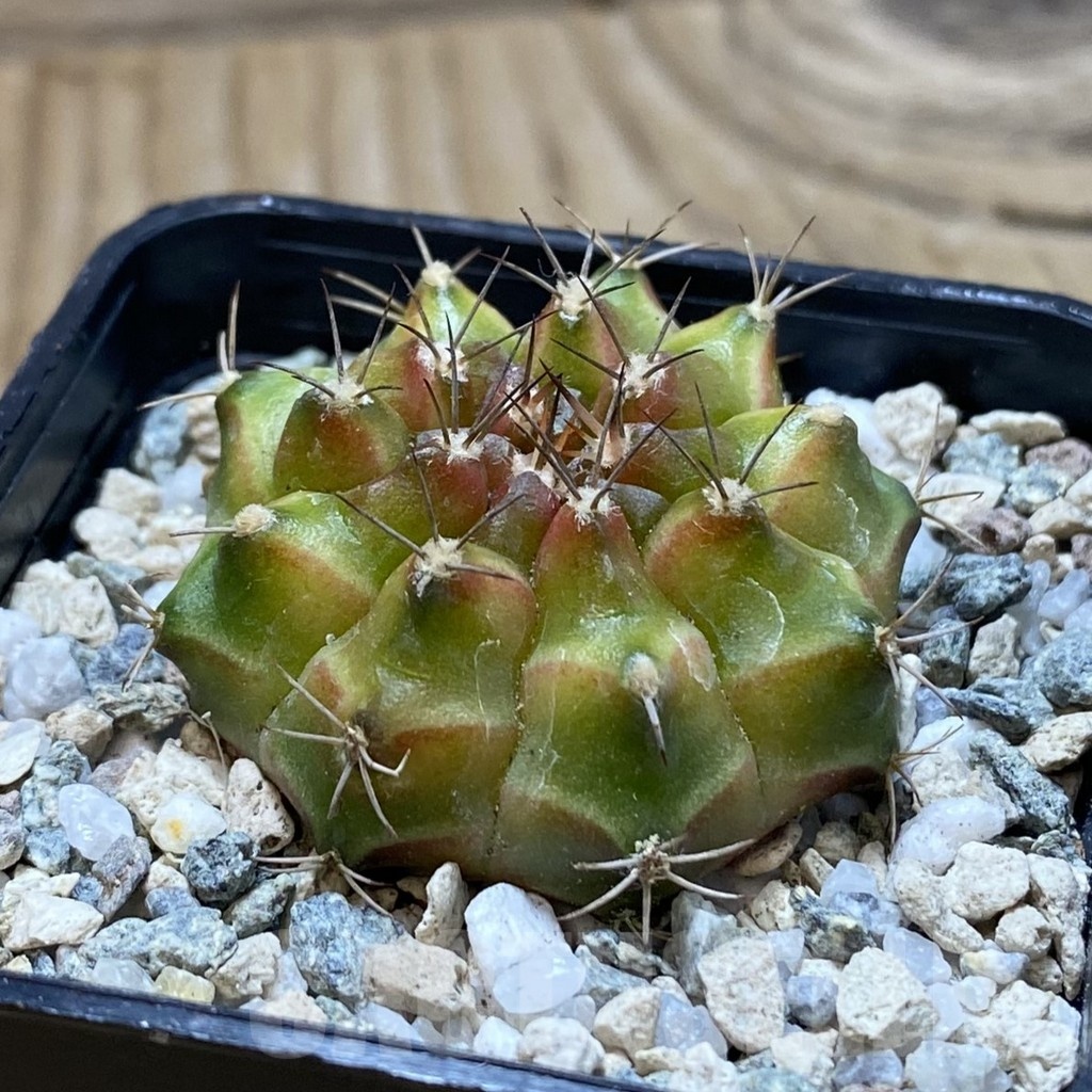 SH20641 Gymnocalycium mihanovichii ‘Neon’ - Image 2