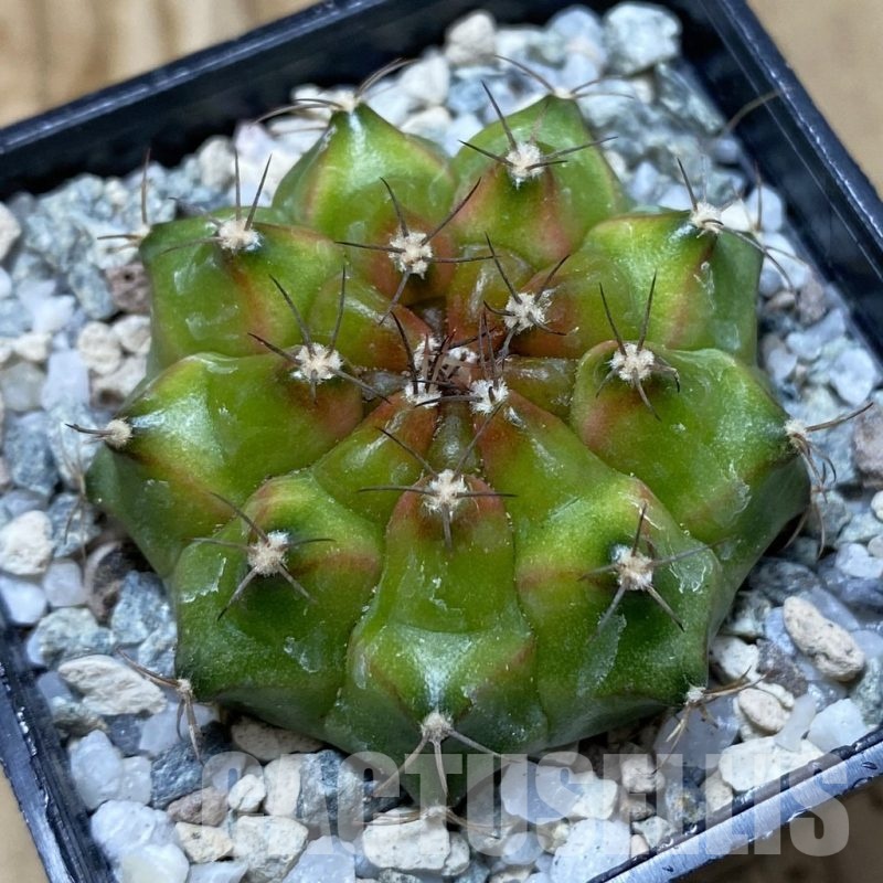 SH20642 Gymnocalycium mihanovichii ‘Neon’