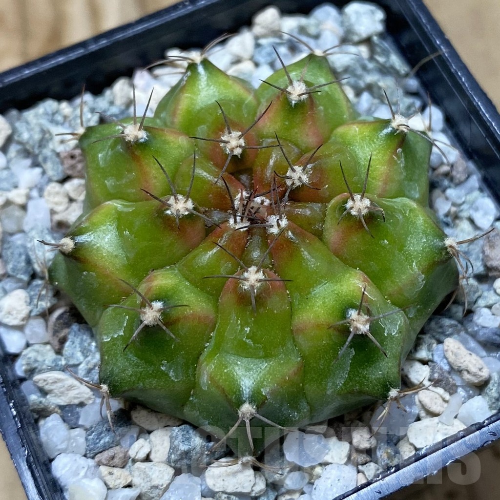 SH20642 Gymnocalycium mihanovichii ‘Neon’