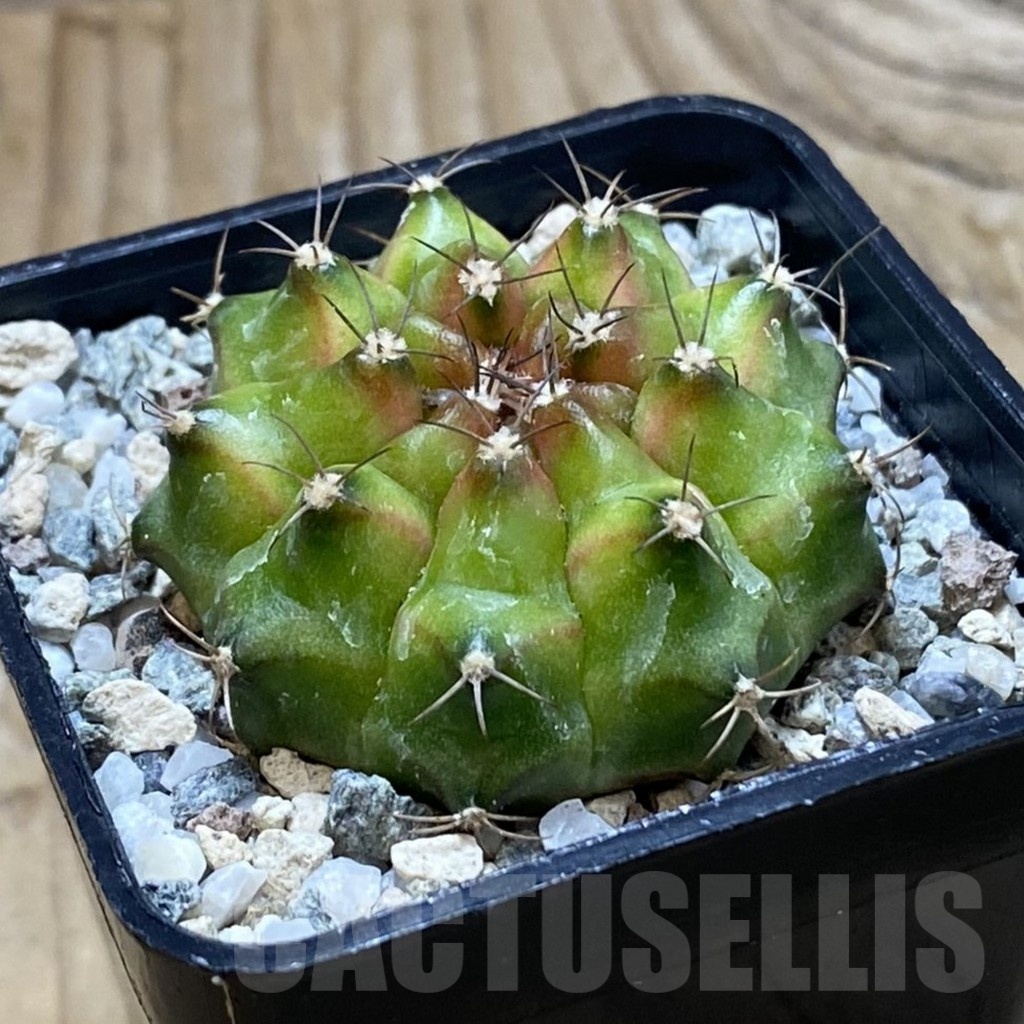 SH20642 Gymnocalycium mihanovichii ‘Neon’ - Image 2