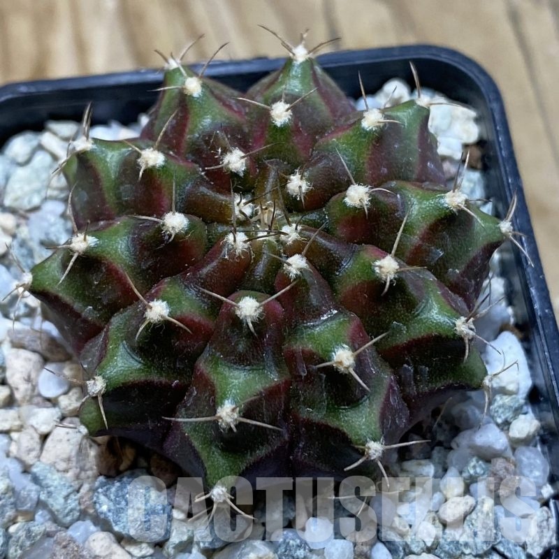 SH20643 Gymnocalycium mihanovichii ‘Neon’