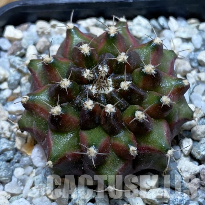 SH20644 Gymnocalycium mihanovichii ‘Neon’
