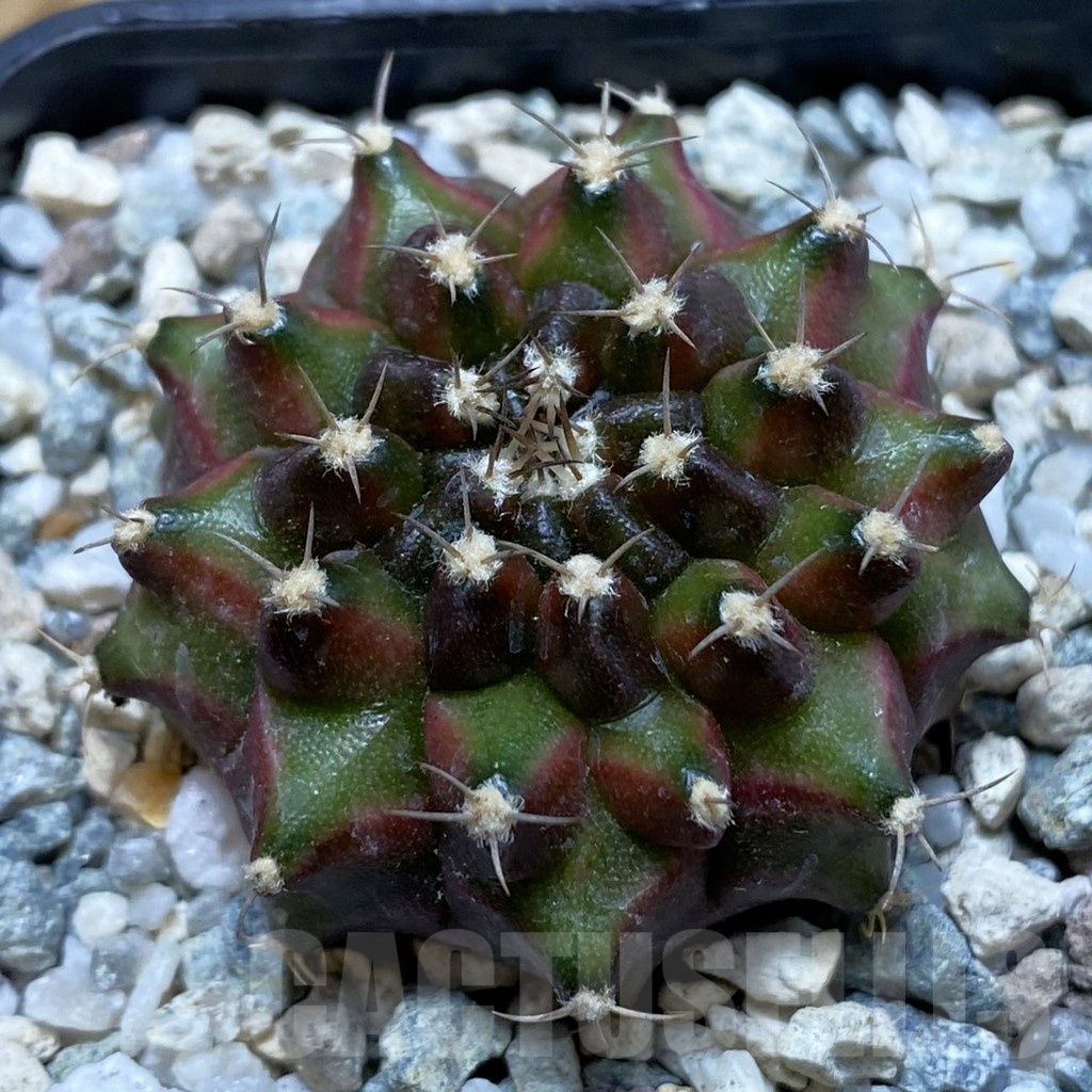 SH20644 Gymnocalycium mihanovichii ‘Neon’